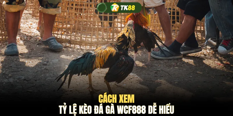 Cách xem tỷ lệ kèo đá gà WCF888 dễ hiểu