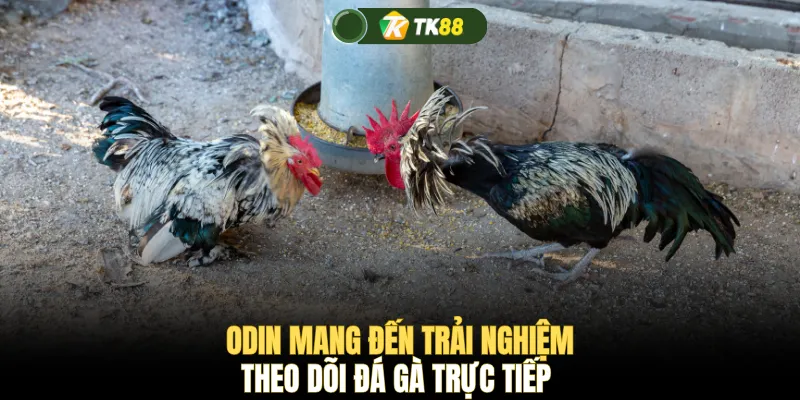 ODIN mang đến trải nghiệm theo dõi đá gà trực tiếp 