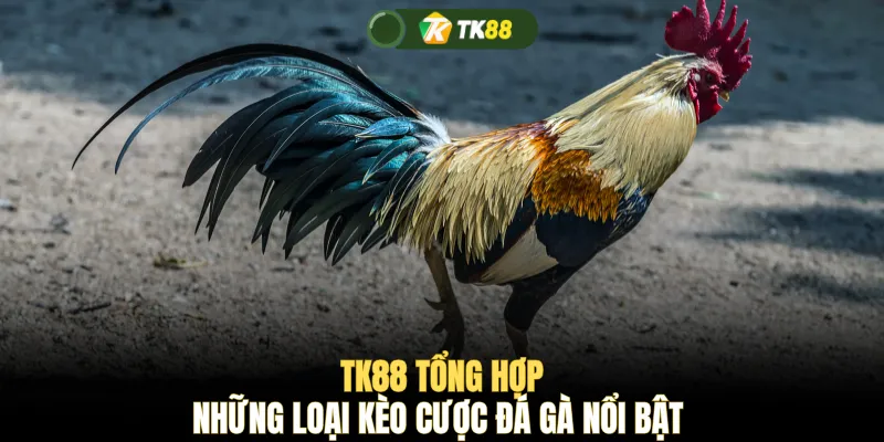 TK88 tổng hợp những loại kèo cược đá gà nổi bật 